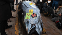 Giá cá ngừ đấu giá ở Nhật giảm lần thứ 3 liên tiếp