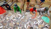 Giá cá tra có xu hướng tăng trở lại