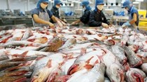 VASEP: Đồng nhân dân tệ mất giá, xuất khẩu thuỷ sản sang Trung Quốc gặp khó