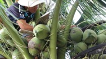 Ra mắt cuốn cẩm nang nâng cao giá trị sản phẩm dừa Việt Nam