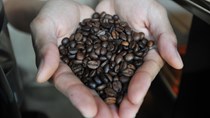 Đông Nam Á hướng tới phát triển cà phê bền vững