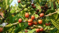 Nguồn cung cà phê thế giới có thể thiếu hụt trong vòng 3 - 5 năm tới