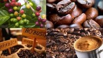 Cà phê Việt lựa chọn mới của thương nhân Ai Cập