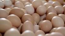 Giá trứng gia cầm tăng trở lại trong tháng 8