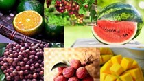 Thông tin về một số loại trái cây trên thị trường Mỹ và Trung Quốc
