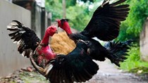Năm Đinh Dậu, lần đầu tiên con gà của Việt Nam có thể sẽ bước ra thế giới