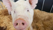 Dịch cúm lợn châu Phi lan khắp Trung Quốc