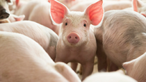 Sản lượng thịt lợn Trung Quốc giảm 19,1% trong 6 tháng