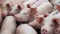 Giá thịt lợn tại Trung Quốc có thể lập “đỉnh” vào tháng 9 tới