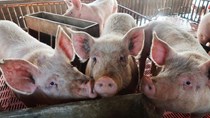 Số lợn nuôi của Trung Quốc có thể giảm 50%