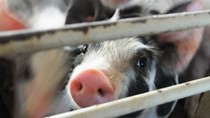 Trung Quốc "thèm" thịt lợn, Mỹ hồ hởi đẩy mạnh xuất khẩu