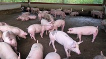 Bình Dương lên kế hoạch “giải cứu” thịt lợn