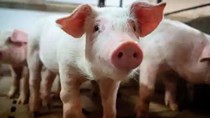 Bloomberg: Công ty hàng không này lãi lớn nhờ… chở lợn cho Trung Quốc