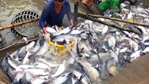 Giá cá tra nguyên liệu tăng do doanh nghiệp đẩy mạnh thu mua