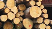 Indonesia và EU ký thoả thuận lịch sử về thương mại gỗ