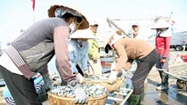 Khai trương 25 điểm kinh doanh hải sản an toàn tại Hà Tĩnh