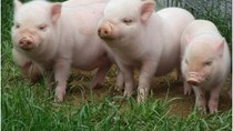 Tình hình sản xuất và thương mại thịt lợn thế giới