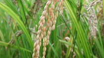 Giá gạo châu Á tăng do khô hạn, gạo Thái cao nhất 2 năm