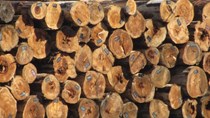 Việt Nam nhập khẩu loại gỗ nào nhiều nhất?