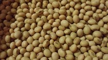 Khả năng Trung Quốc sẽ lại mua đậu tương của Mỹ