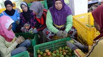 Indonesia kìm lạm phát nhờ gạo, cà chua