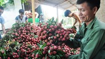 Xuất 520 tấn vải thiều Lục Ngạn đi Malaysia