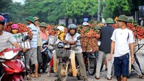 Thương lái Trung Quốc bất ngờ ngừng mua vải thiều
