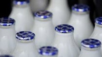 Giá sữa toàn cầu xuống thấp nhất 6 năm