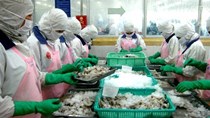 Châu Á áp dụng tiêu chuẩn EU cho thủy sản nhập từ Việt Nam