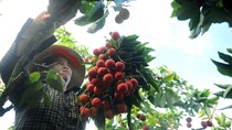 Thương lái Trung Quốc trở lại thu mua vải thiều