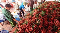 Xuất khẩu nông sản có dấu hiệu hồi phục