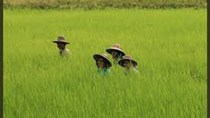Thái Lan để mắt đến lĩnh vực sản xuất lúa gạo của Myanmar
