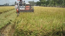 Giá gạo Thái Lan, Ấn Độ phục hồi, Việt Nam vẫn giảm