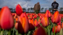 Nga dọa cấm nhập khẩu hoa Hà Lan
