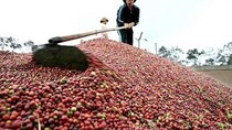 Giá cà phê trong nước giảm 500 nghìn/tấn cùng đà lao dốc của hàng hóa thế giới