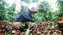 Giá cà phê trong nước tăng 400 nghìn/tấn, giá arabica cao nhất 3 tuần