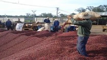 Giá cà phê arabica lên cao nhất 3 tháng