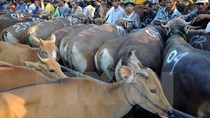 Việt Nam là thị trường xuất khẩu gia súc lớn thứ hai của Australia