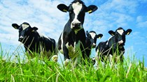 Sữa bò Mỹ bị cấm nhập khẩu ở châu Âu