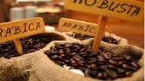 Giá cà phê trong nước giảm 1 triệu đồng/tấn trong 2 ngày