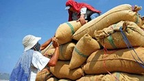 Tuần 14/9-18/9: Giá gạo xuất khẩu thấp nhất 5 năm, giá trong nước tiếp tục giảm