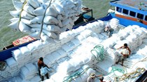 Giá lúa gạo trong nước và xuất khẩu tuần từ 28/9 đến 2/10