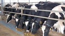 Sản lượng sữa New Zealand dự báo giảm mạnh nhất hơn 20 năm