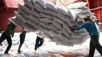 Reuters: Việt Nam trúng thầu cấp gần 1 triệu tấn gạo cho Indonesia