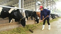 Sản xuất sữa mới đáp ứng 40% nhu cầu trong nước