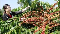 Giá cà phê trong nước tăng trở lại 300 nghìn đồng/tấn 