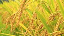 Tổng hợp tin thị trường gạo ngày 18/8