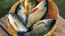 Mỹ: Nhập khẩu cá rô phi giảm