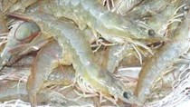 Thái Lan: Thông qua quy định mới trong nuôi tôm