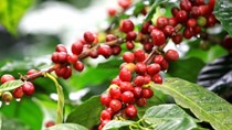 Xuất khẩu cà phê Việt Nam có thể giảm 25% trong năm 2016